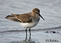 Calidris alpina